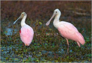 Roseate-Spoonbill-339