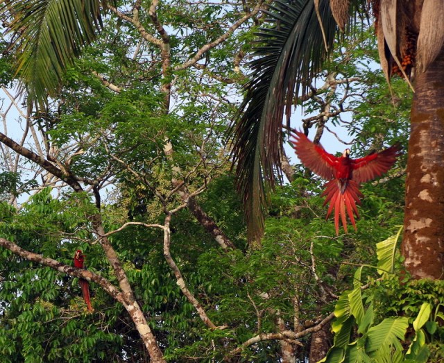 Las Guacamayas-023
