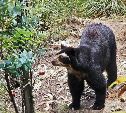 andean-bear