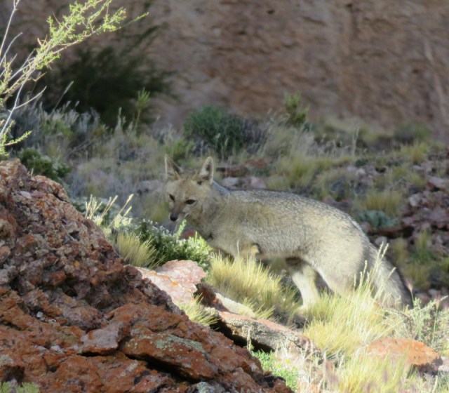 canyon near cueva des manos-010