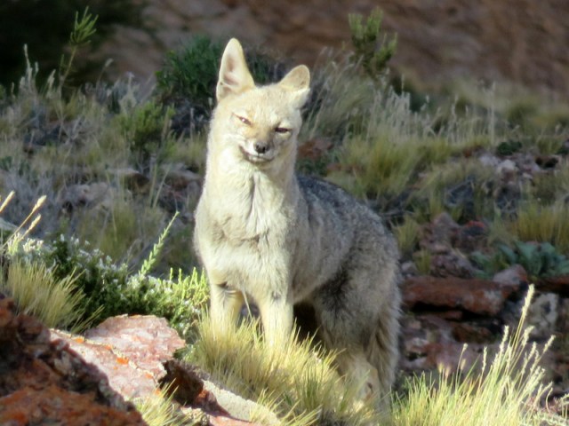 canyon near cueva des manos-012