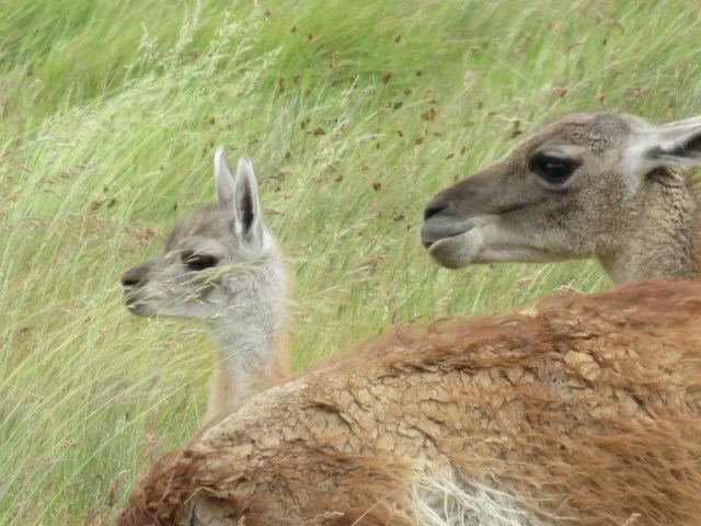 Carretera Austral South-013
