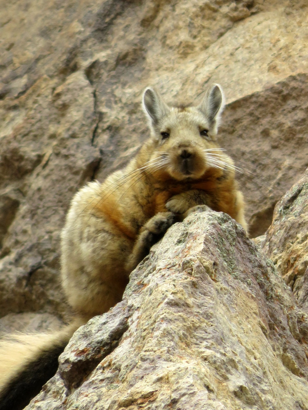 Cueva de las manos-009